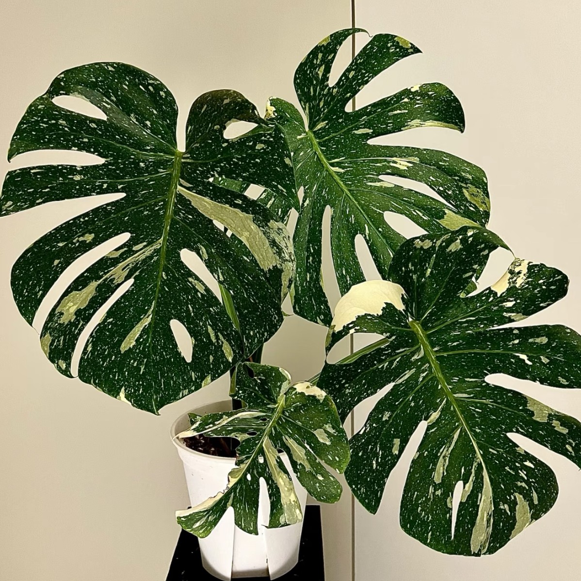 洒金龟背竹泰国进口室内盆栽绿植进化空气除甲醛网红绿植