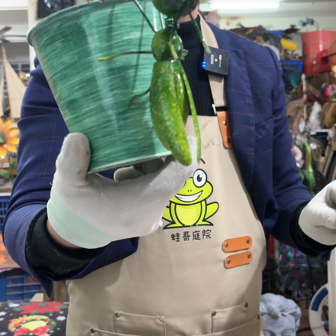 核桃木/黑胡桃（胡桃木）