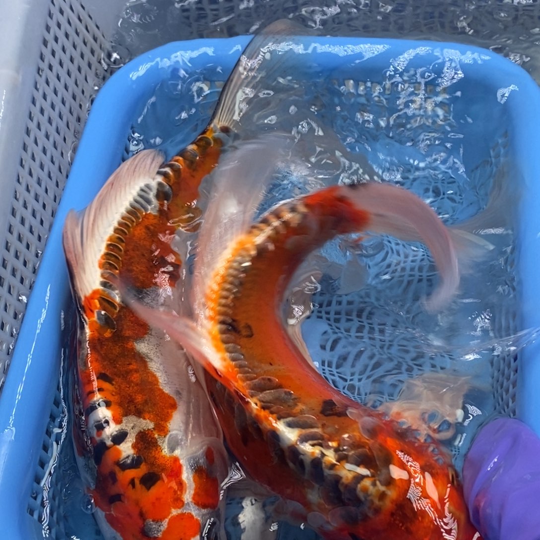 锦鲤冷水锦鲤包邮