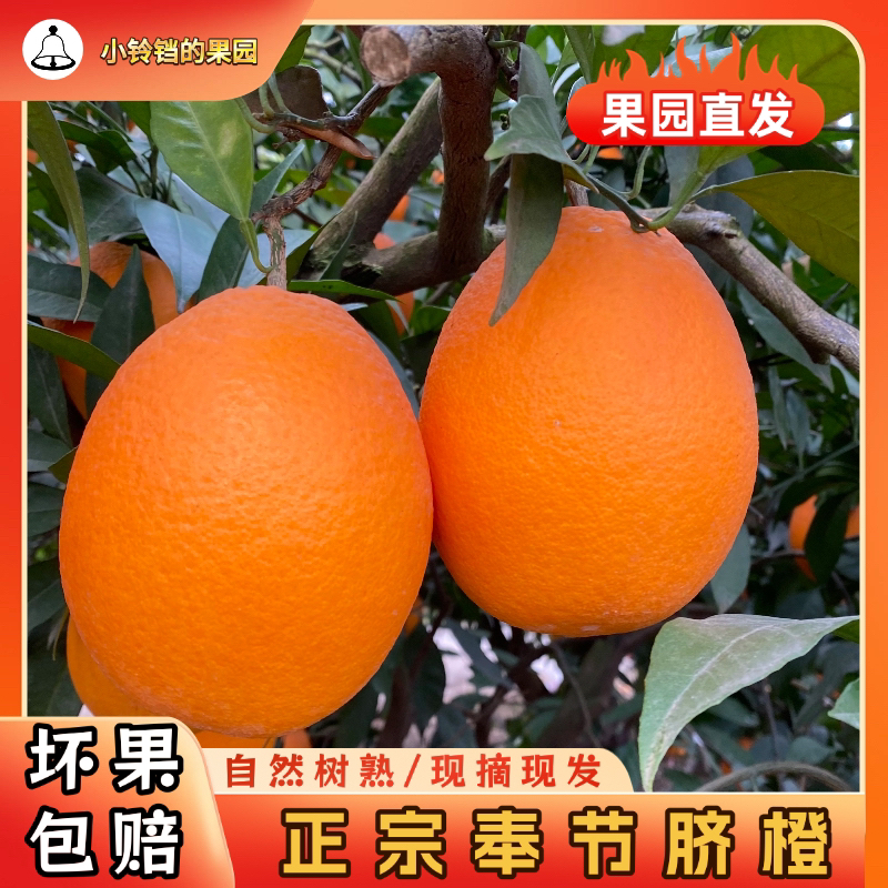产地直发奉节脐橙纽荷尔橙子现摘应季5/10斤甜爆汁非赣南脐橙水果