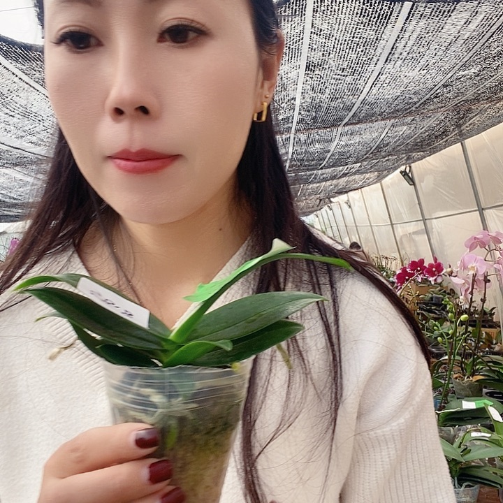 无花朵小兰与蝴蝶兰