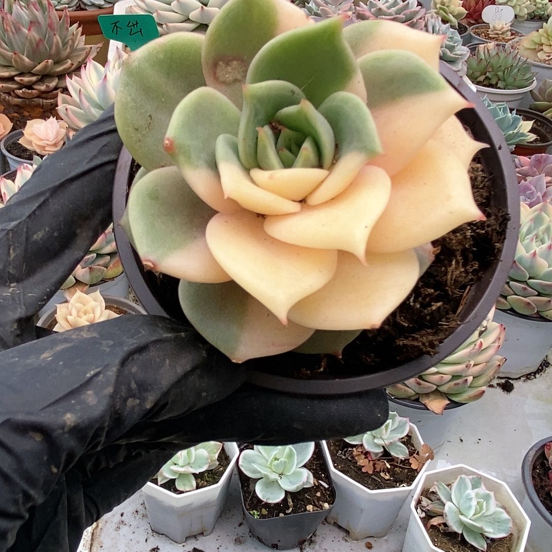 124贝加尔湖锦锦锦锦锦锦