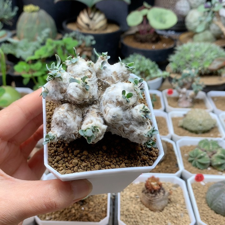 刨花厚敦菊母本带盆