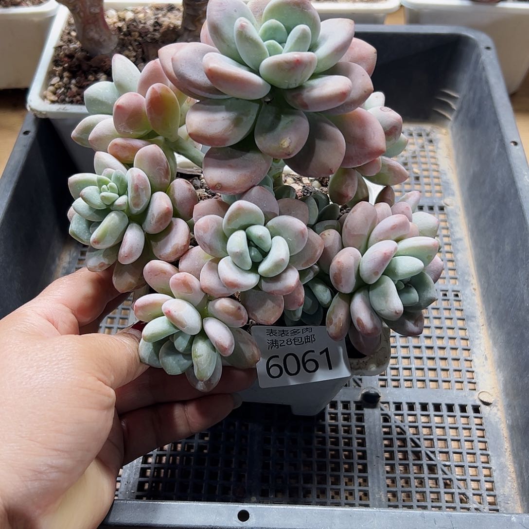 9号我们的确是一个6061