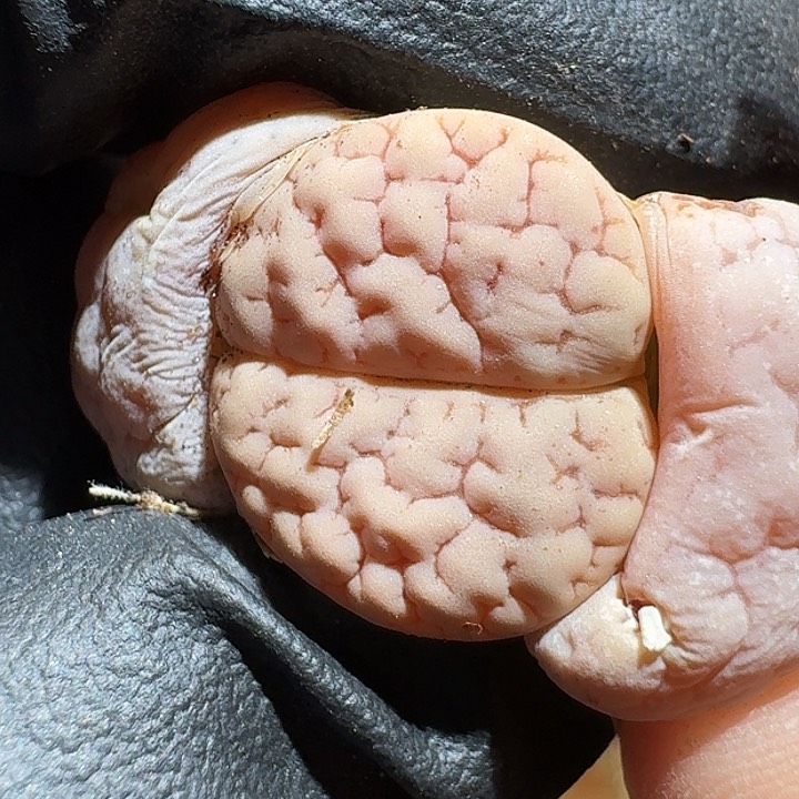 生石花等11111111。    557