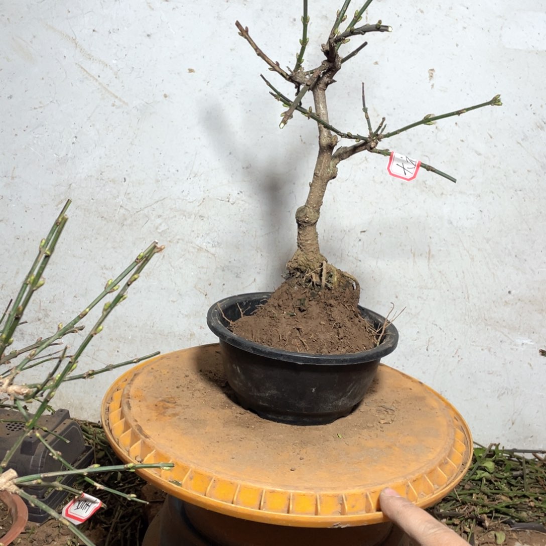 大部分花苞少量开放郑****店