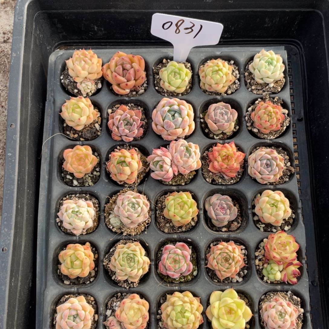 薇薇安园艺多肉0831