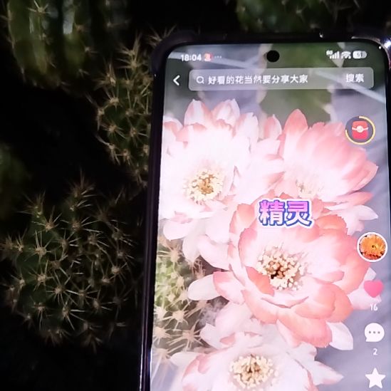 仙人球丽花百变精灵侧芽