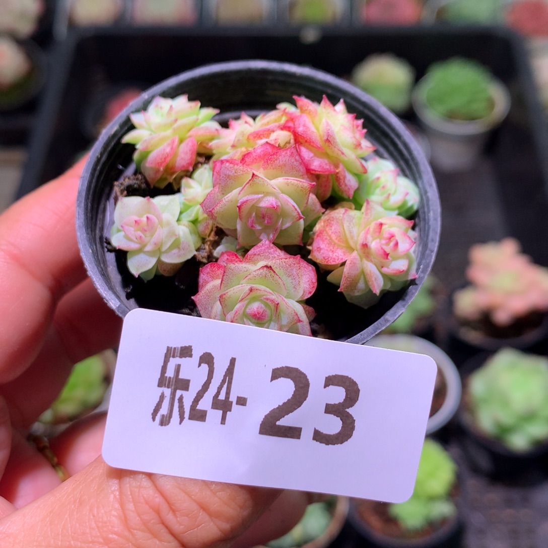 乐然24-23 女王玫瑰 