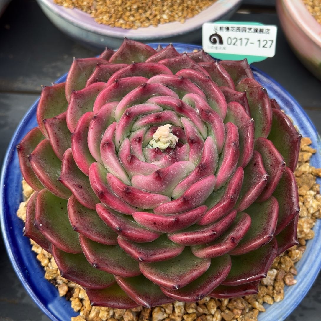 从前前慢多肉精选编号0217.127