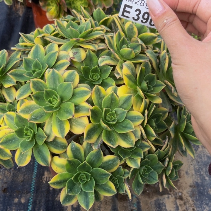 390多肉植物一物一拍