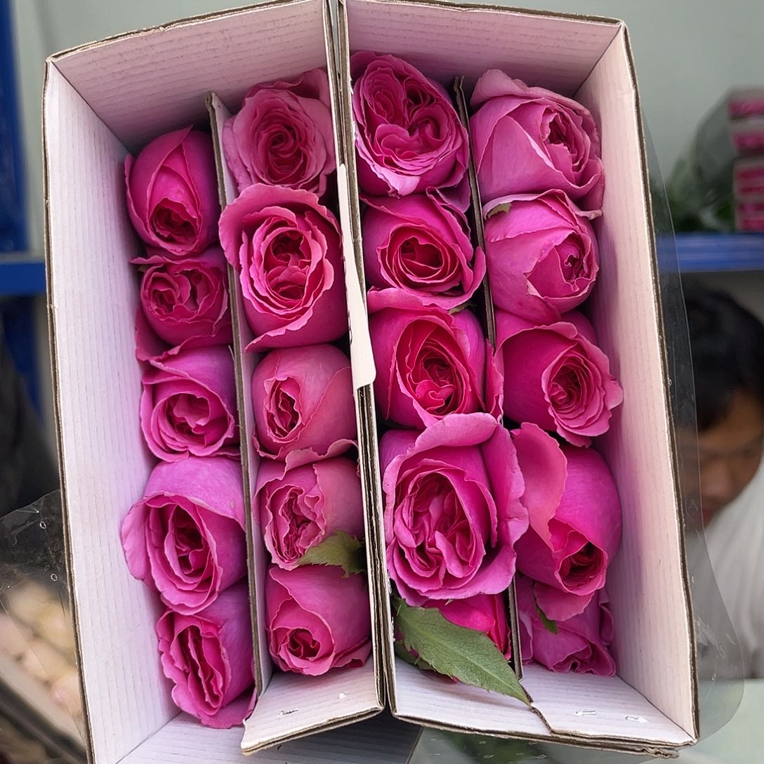 2号德芮尔不知名混单