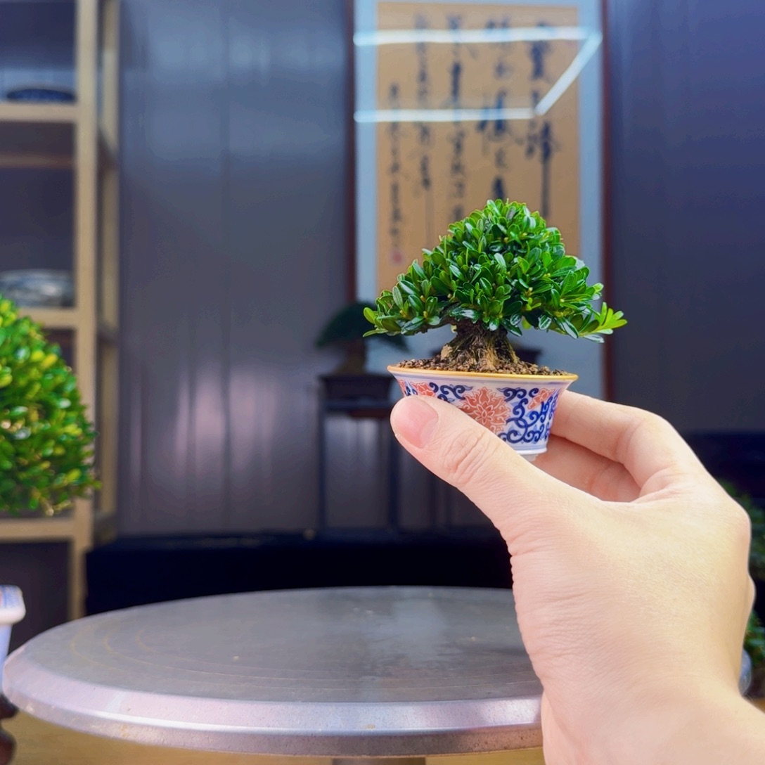 用***4无花朵凤尾黄杨 黄杨盆景