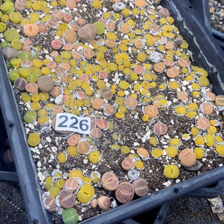 226 生石花一物一图如图带框