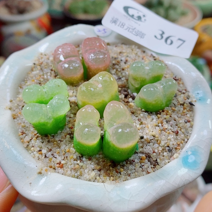 生石花花花花花花花花367