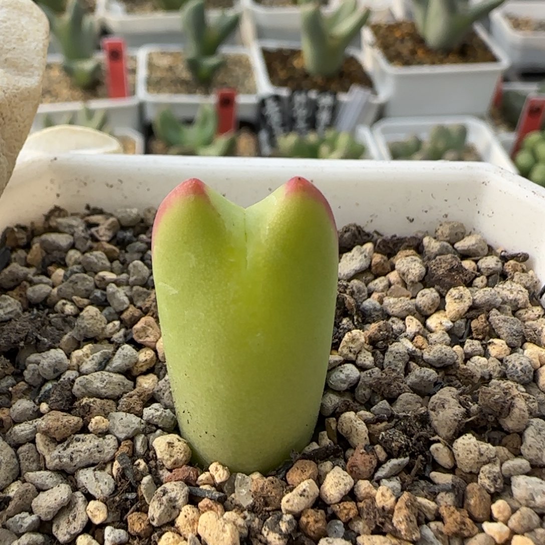 1-1-082当天满38包邮mini金黄短耳皮卡丘脱土