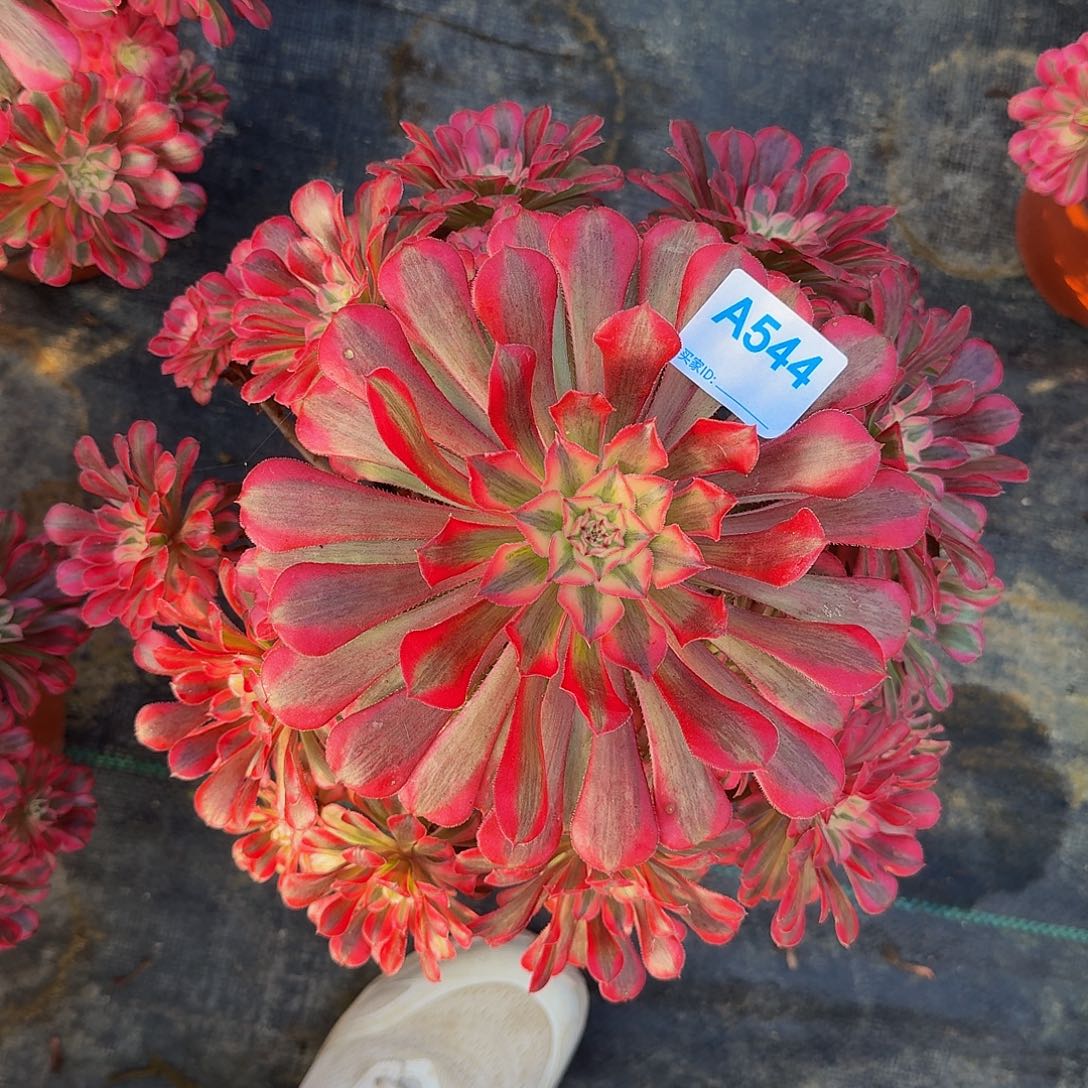 544红铜白4444冠服测28左右