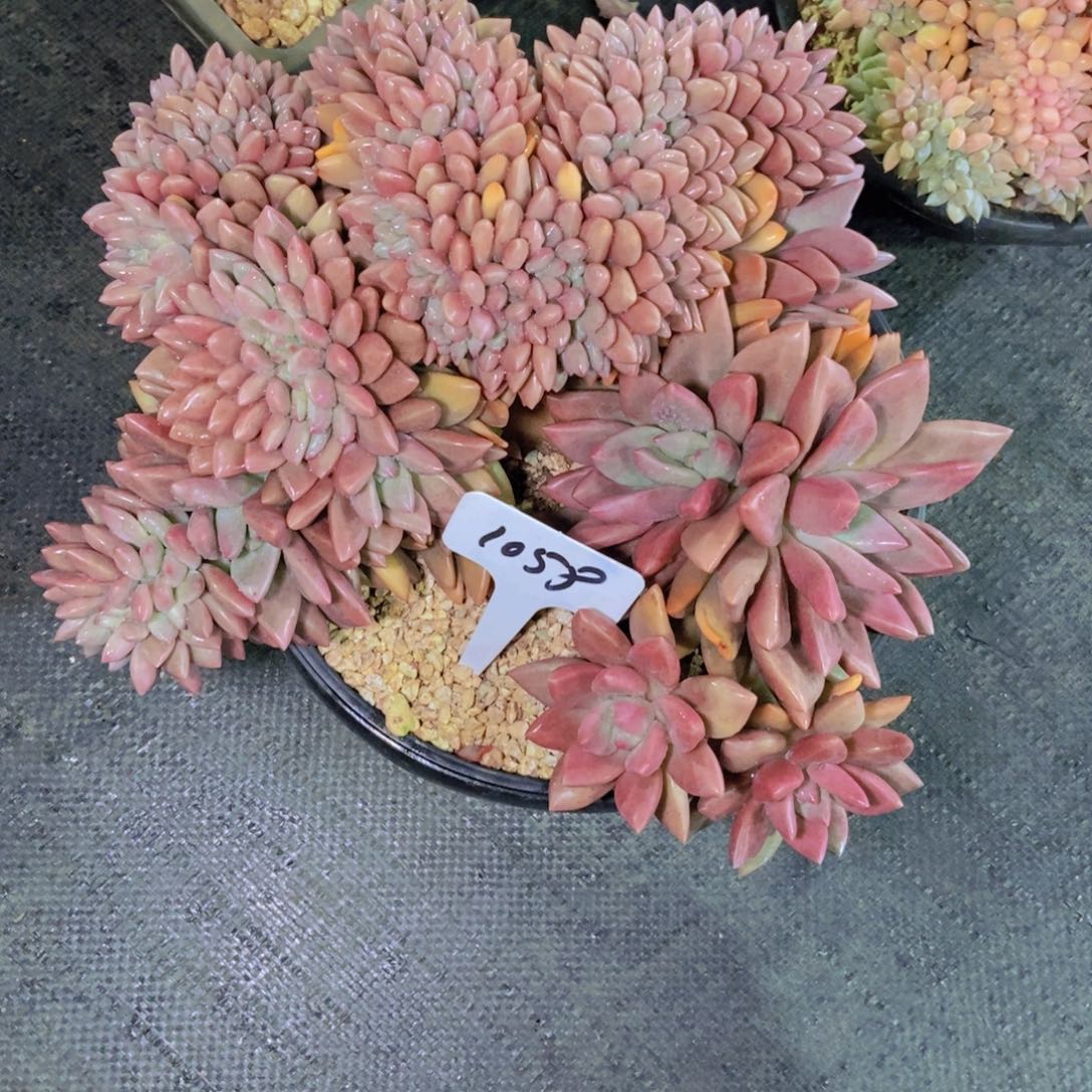 *****1058发桃花源缀化