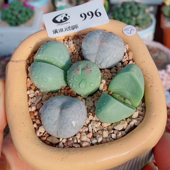 生石花花花花花花花996