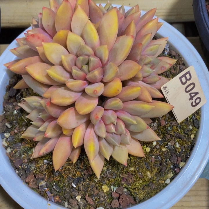 你不去上班就行吗