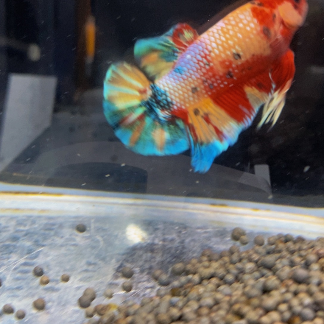 斗鱼176巨斗11111