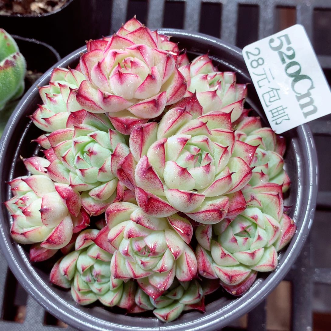 5厘米盆精控多肉520