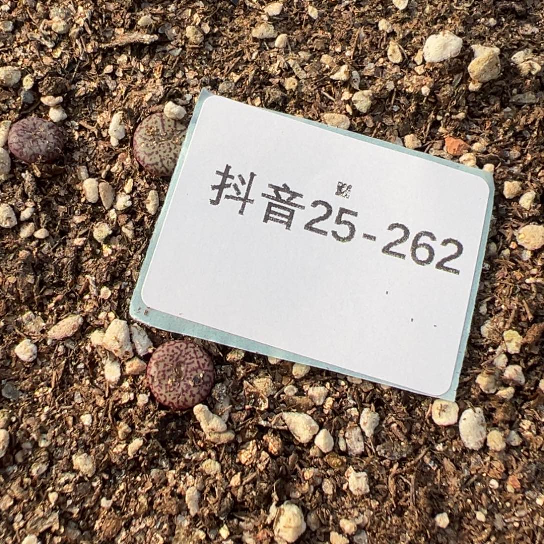 风***生25-262肉锥多肉植物