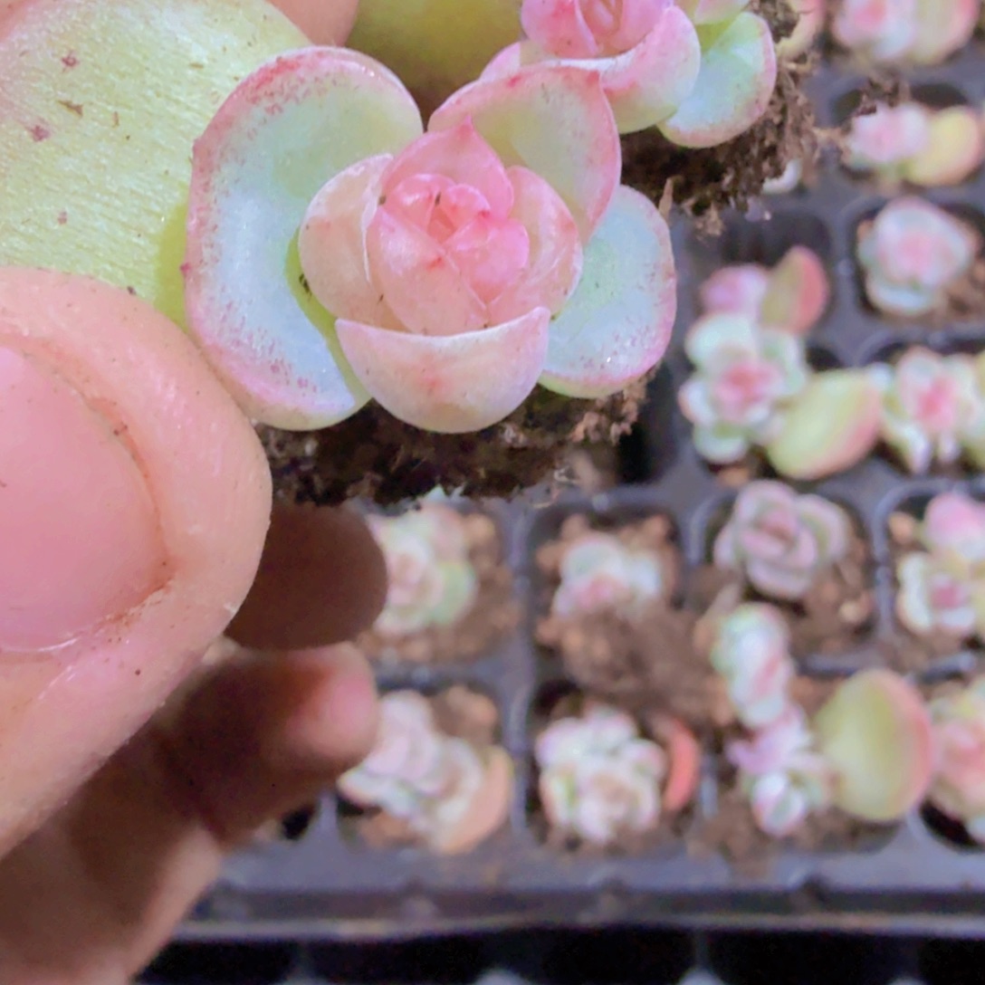 芬达甜心珍妮五颗一组