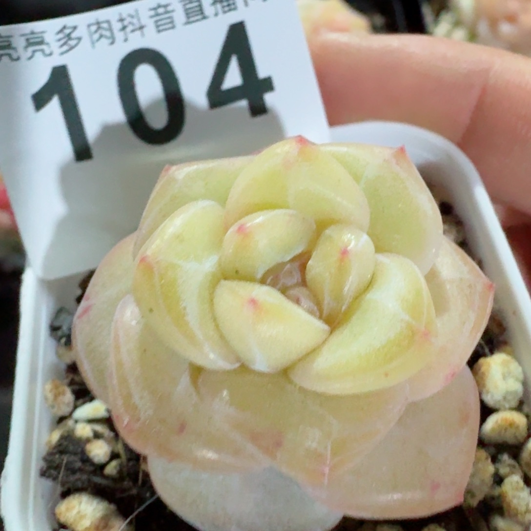 孤品珍妮         精品多肉