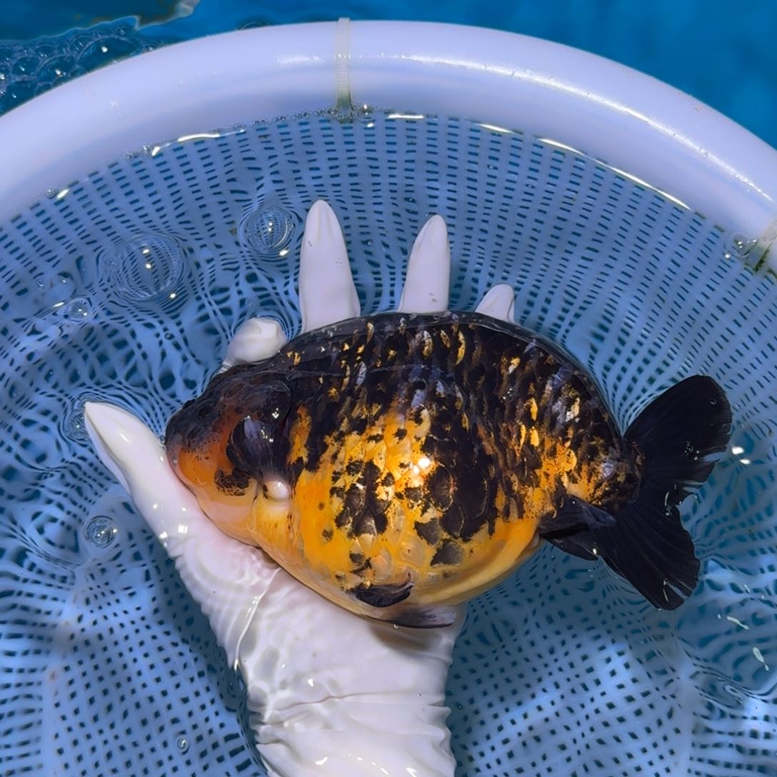 金鱼类不分公母16