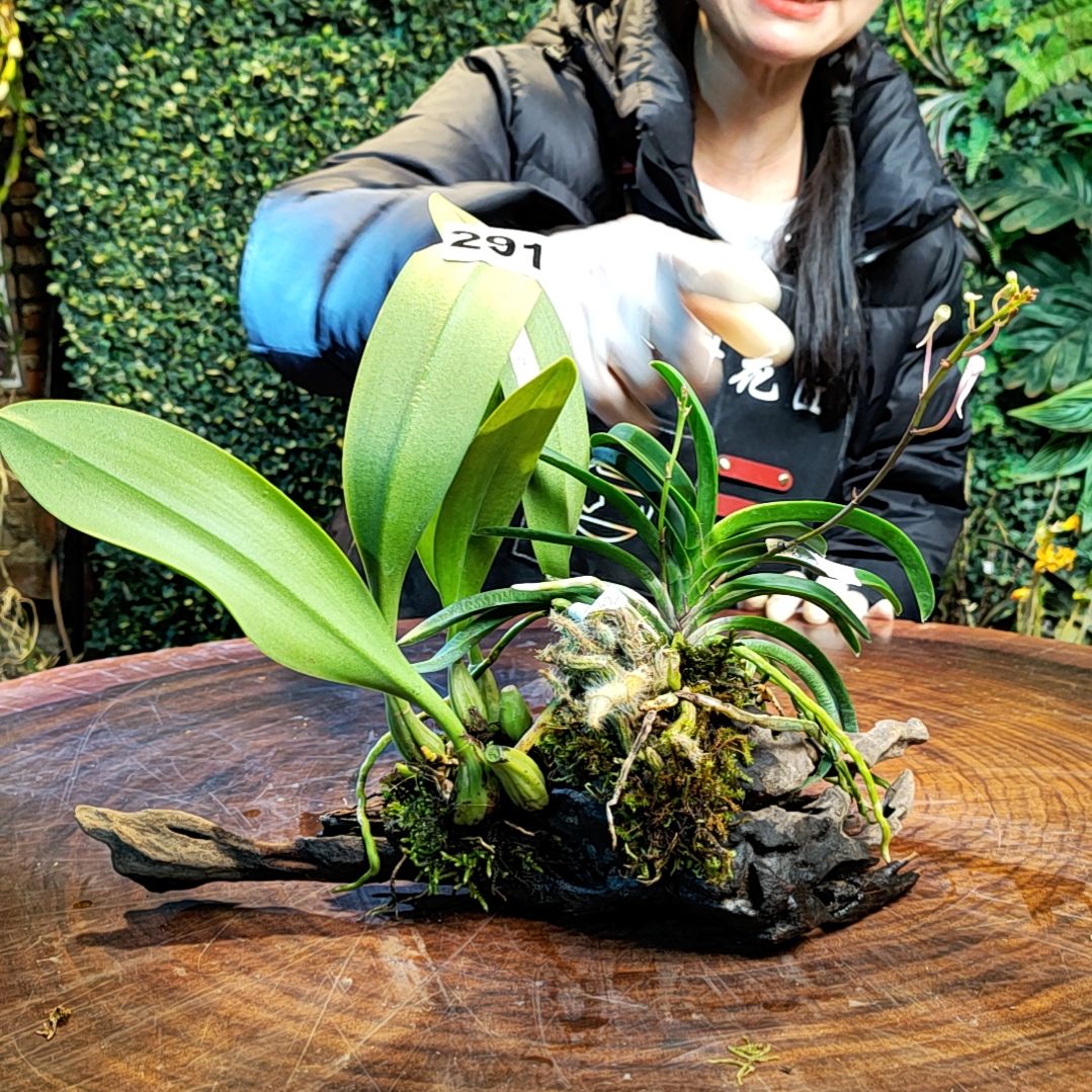 【闪购商品】291绒毛，齐天大圣，蓝色妖姬花