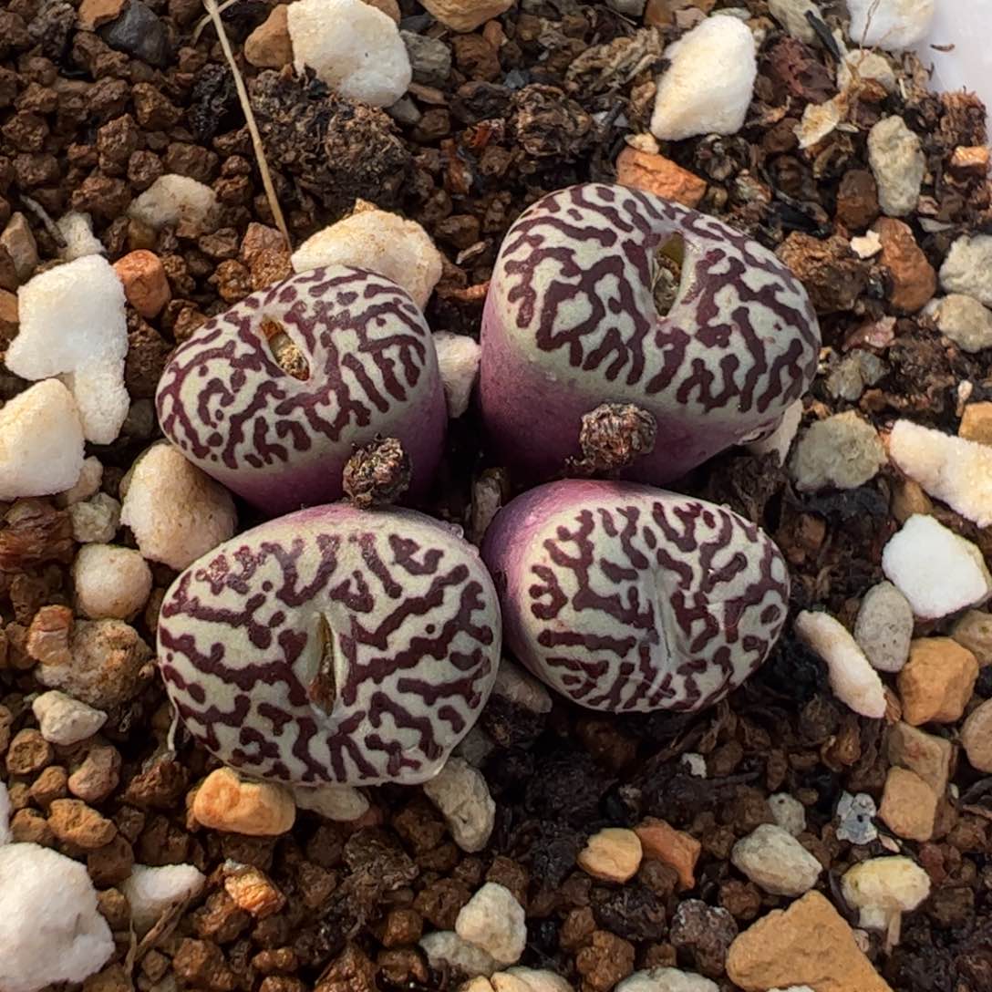 116多肉植物百科