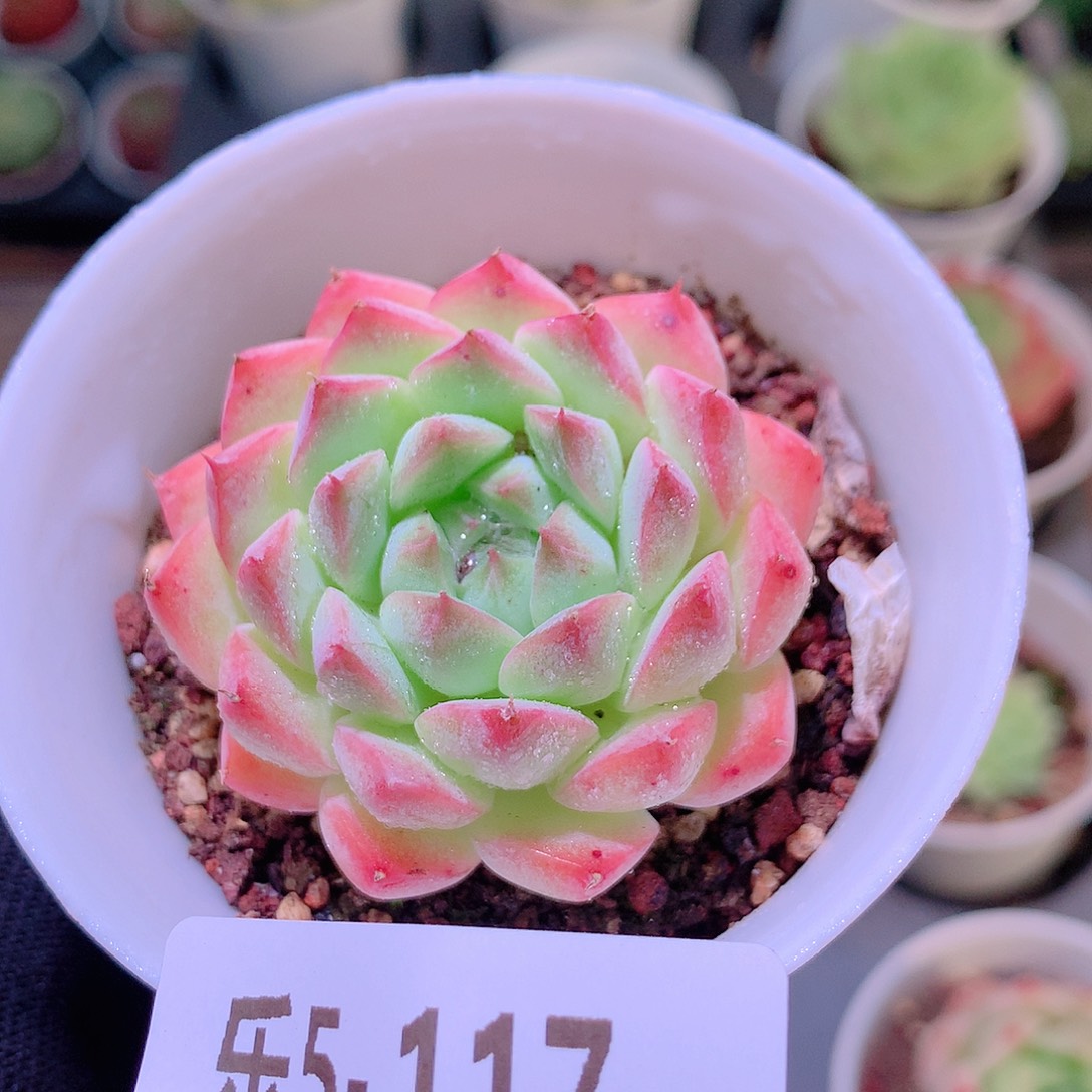 乐然5-117 胭脂雪 