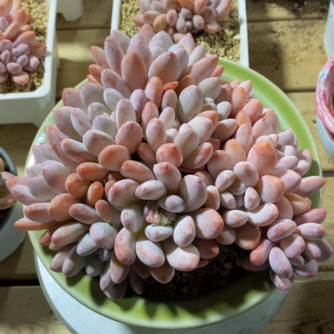 可问主播品种，下滑链接更多品种选择-开播福利