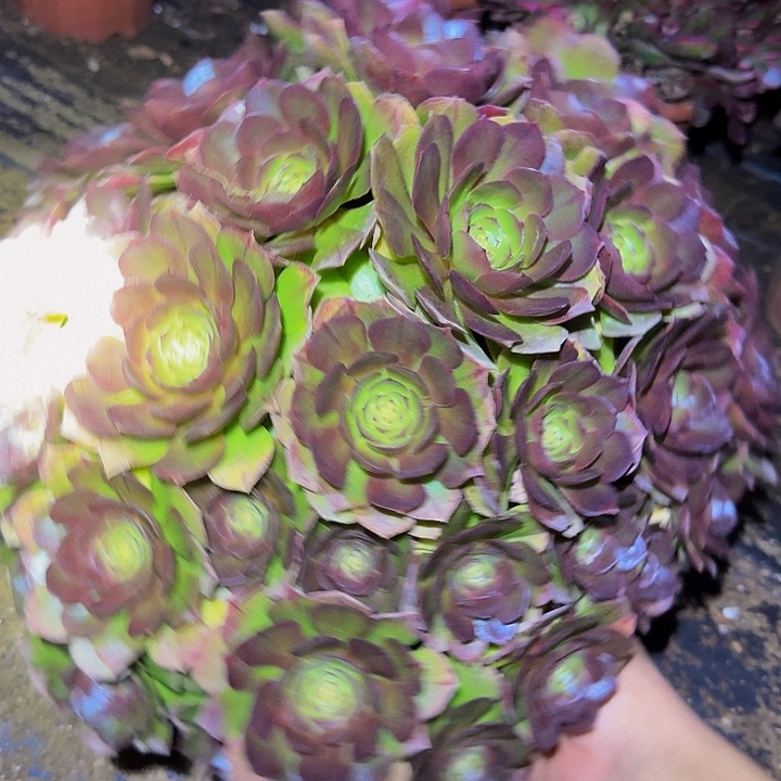 红心沙拉碗巨无霸亏本福利25