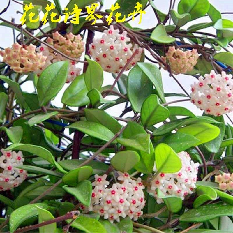 球兰盆栽带花大苗球形花卉包邮室内阳台爬藤花卉吊兰盆栽