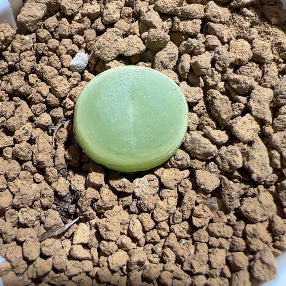 肉锥多肉植物组合-sh1200拉登1539