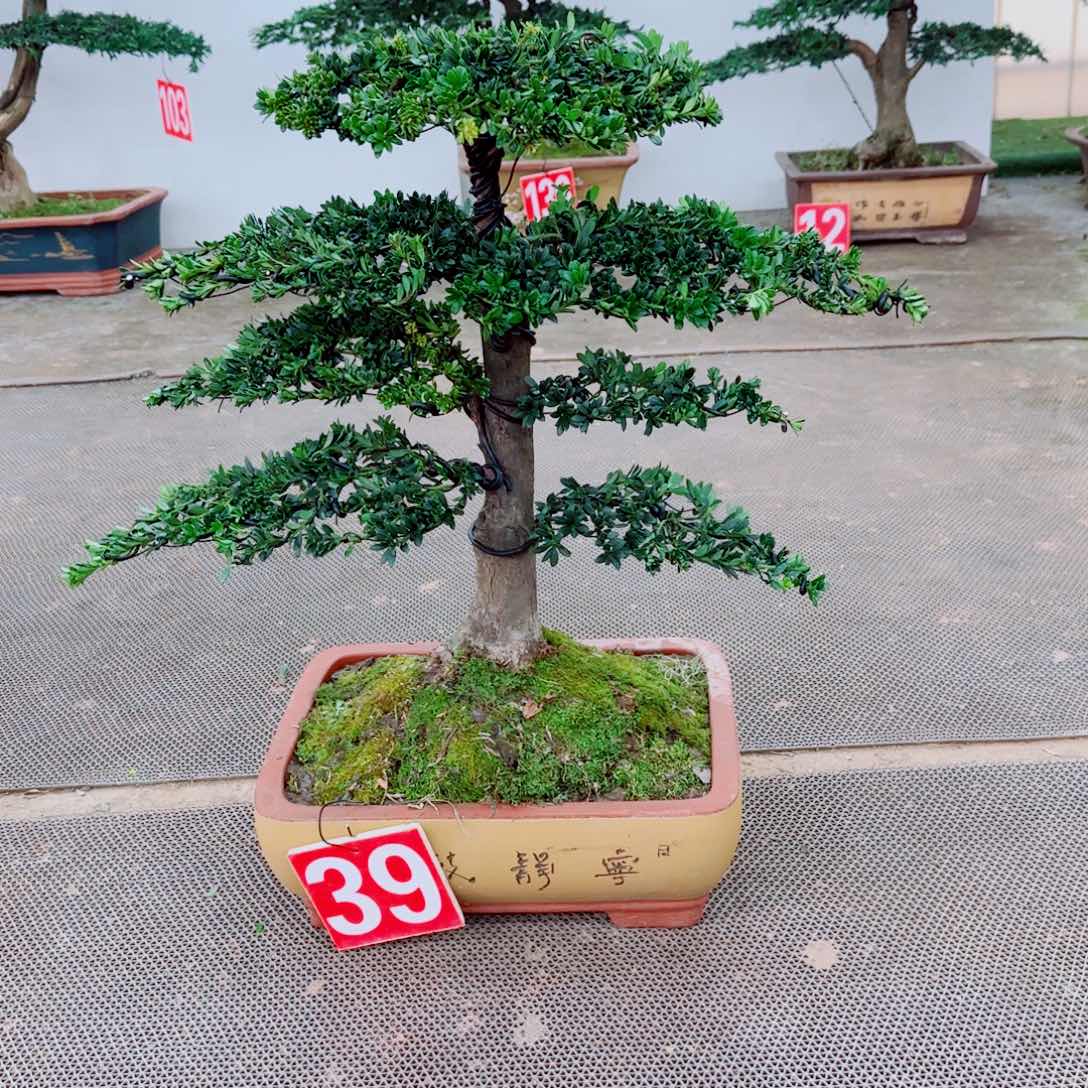 罗汉松盆景罗汉松盆景