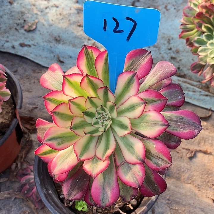 127 一颗美杜莎法师多肉