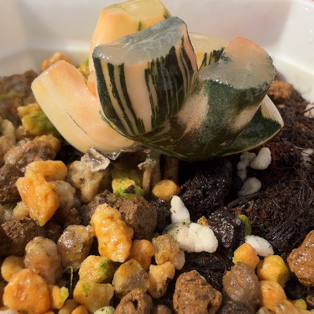 万象锦，多肉植物。