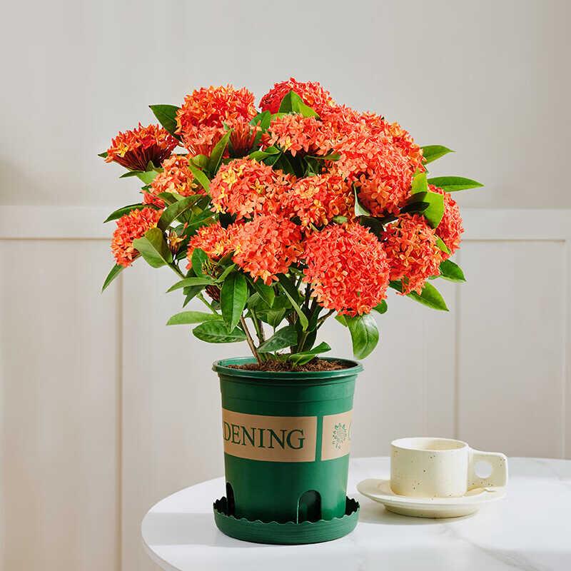 龙船花盆栽带花仙丹花水绣球花苗室内外阳台庭院植物四季开花不断