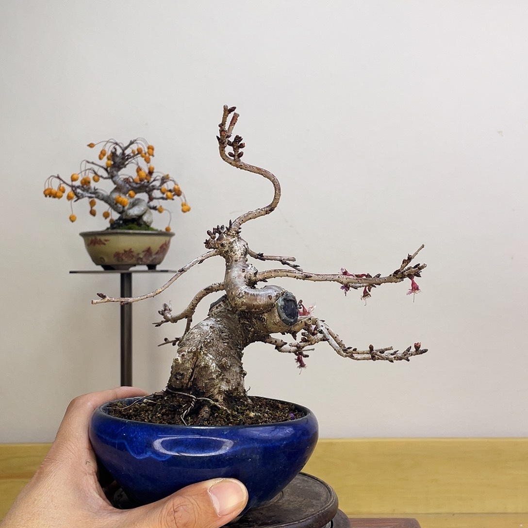 木本矮霸十月樱花盆栽