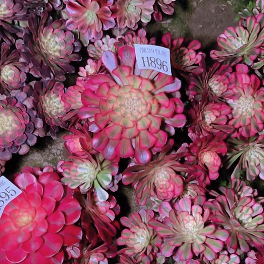 896红铜白多肉植物