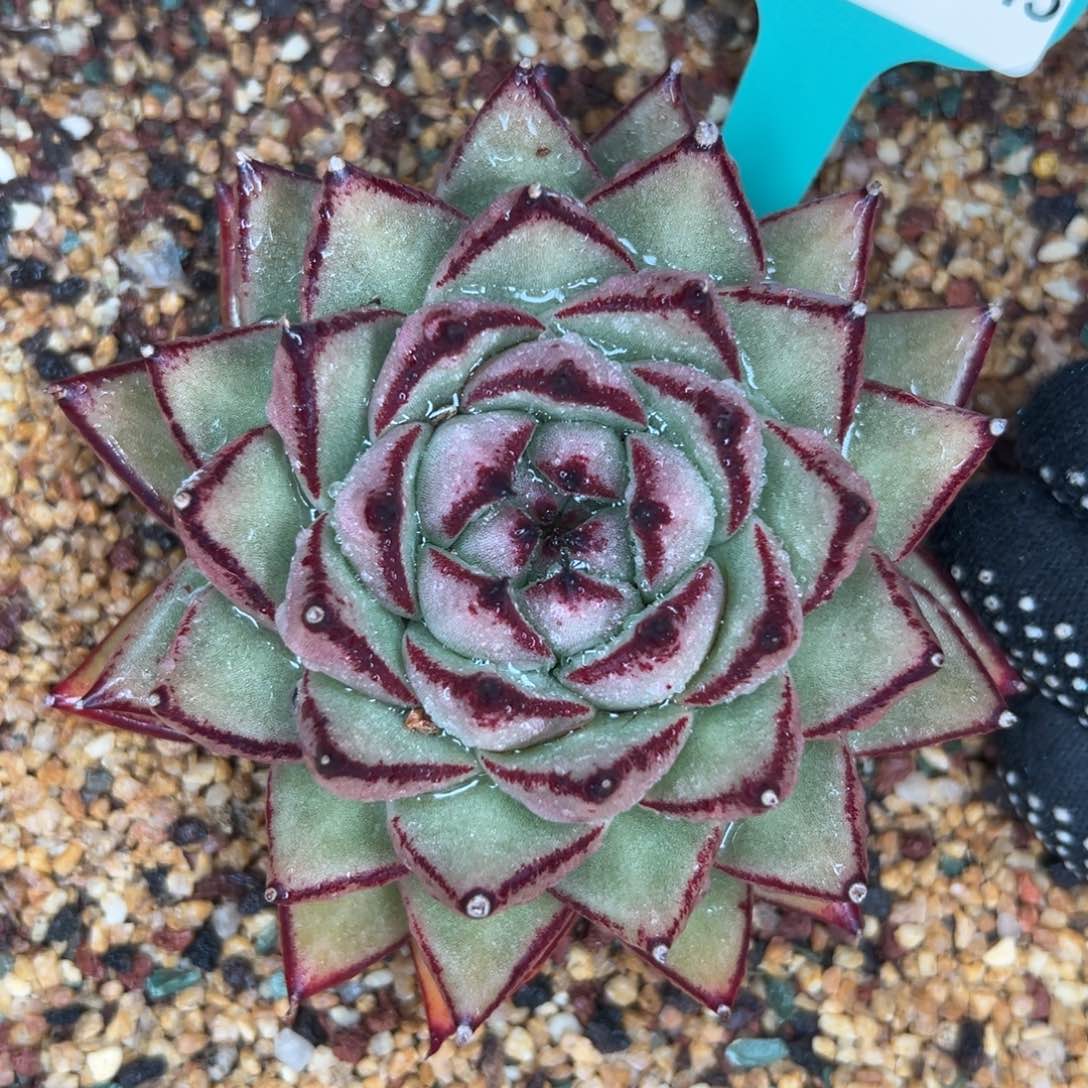 多肉一物一拍0203-245