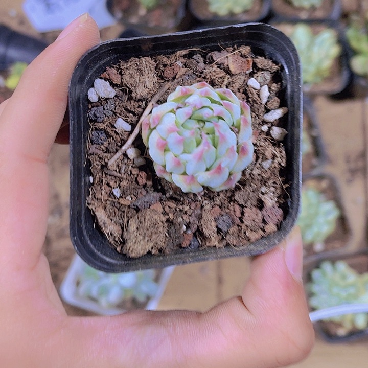 精品B13包子带盆土发