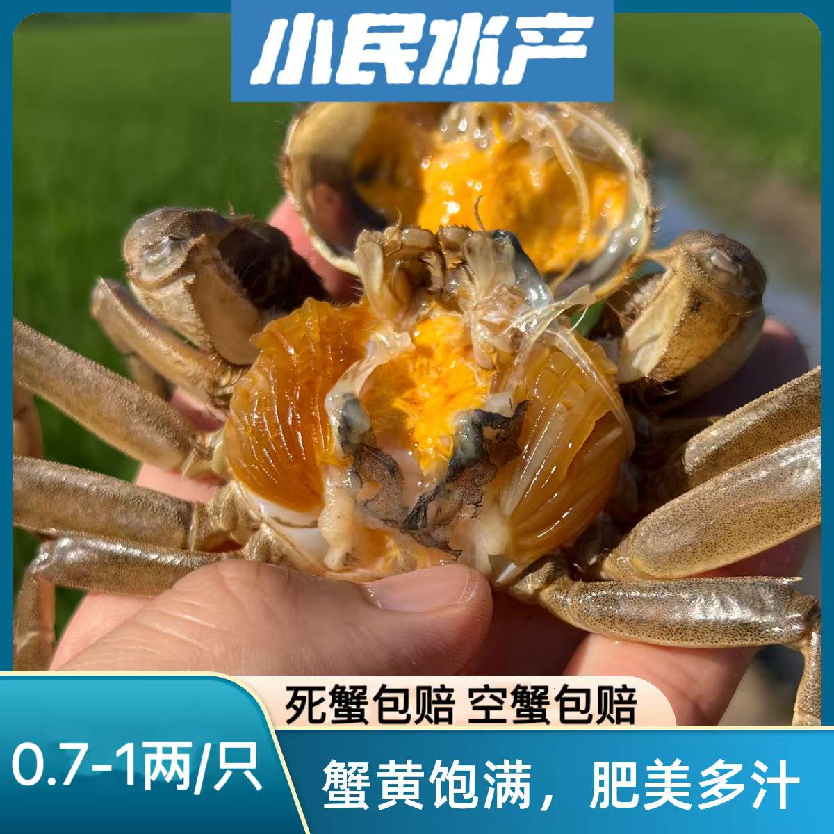 青壳蟹0.7-1两2斤3斤37-42只顺丰包邮香辣油焖首选海鲜