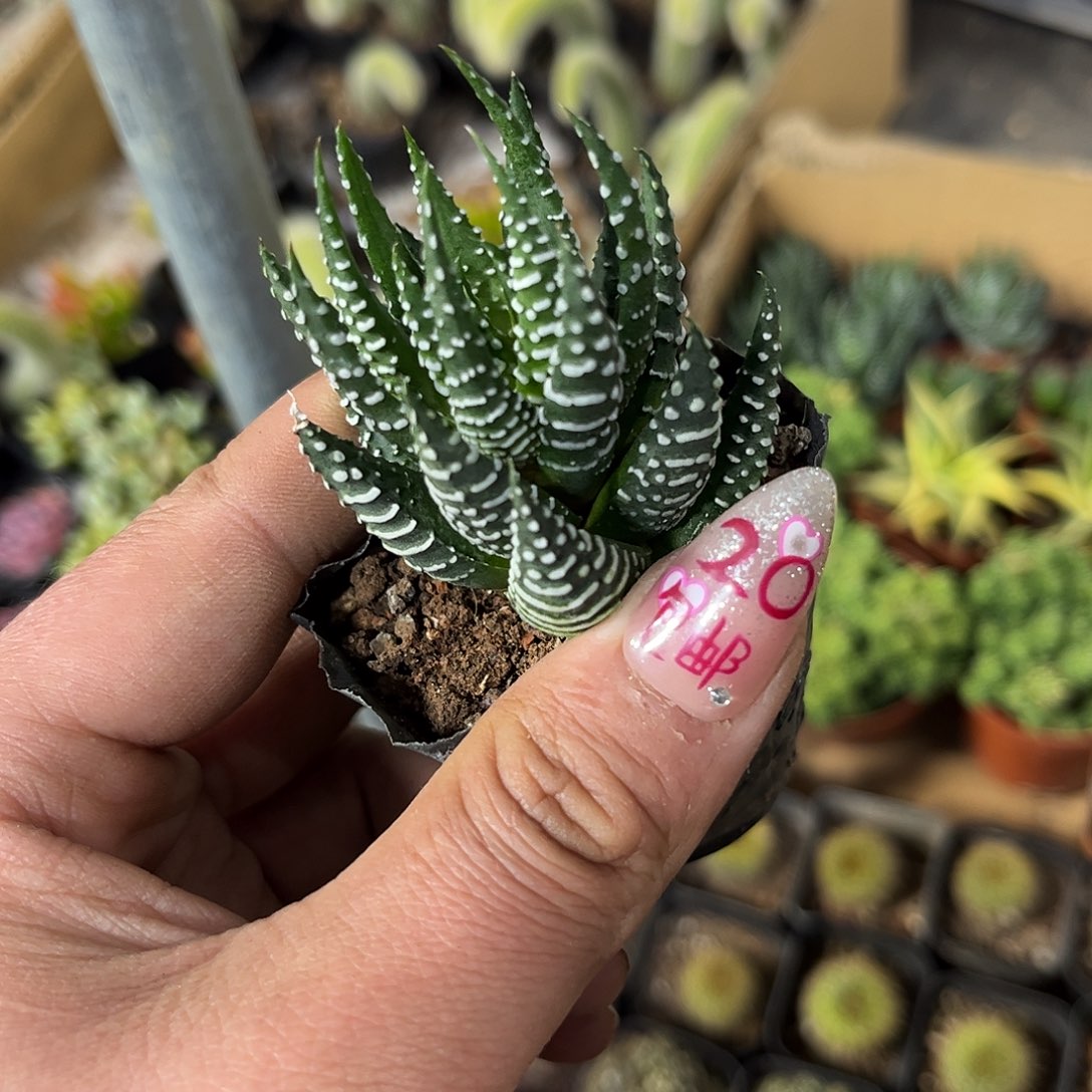 鹰爪单头发货有根发货