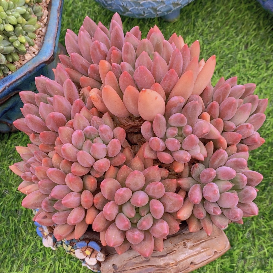 红蜻蜓 一物一拍 