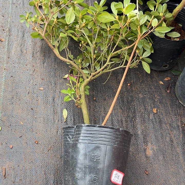 大部分花苞少量开放