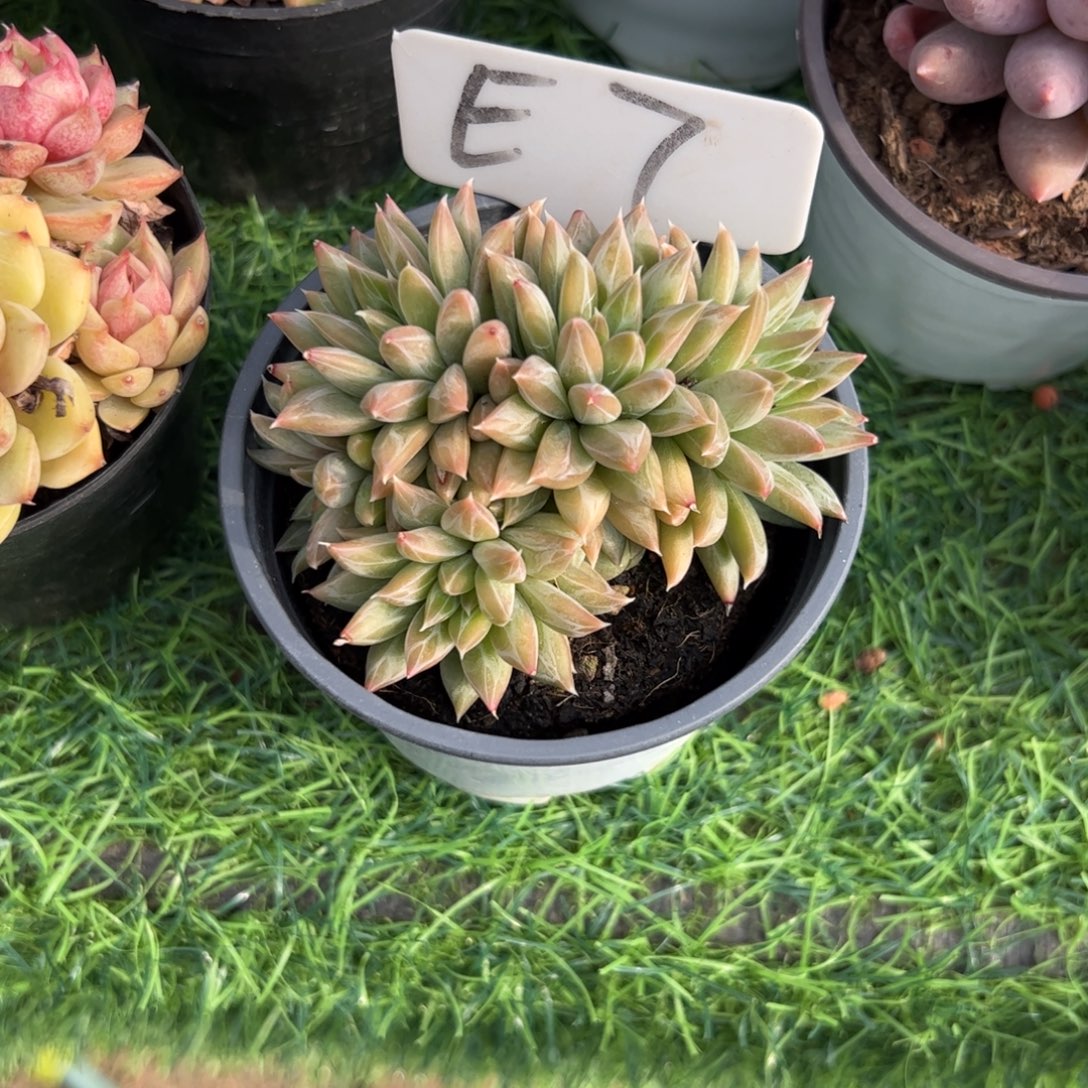 幻影美人迟暮的老人